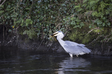 Grey Heron (Ardea cinerea)