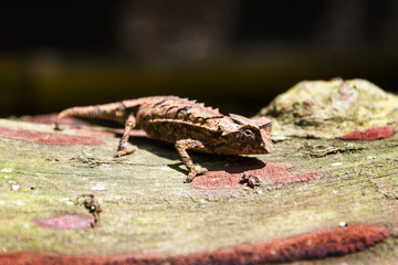 Stump-tailed or leaf chameleon (Brookesia brygooi) in Madagascar 