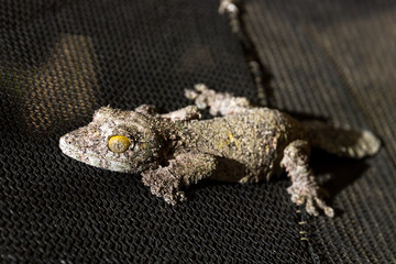 Presumably the Mossy leaf-tailed gecko (Uroplatus sikorae) in Madagascar