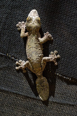 Presumably the Mossy leaf-tailed gecko (Uroplatus sikorae) in Madagascar
