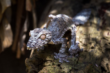 Leaf-tailed Gecko, presumably Uroplatus fimbriatus, in Madagascar
