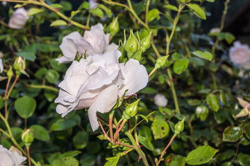 Weiße Rose