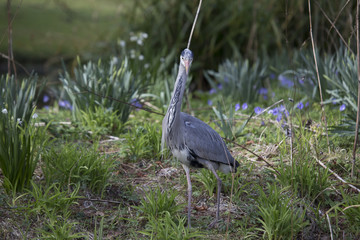 Grey Heron (Ardea cinerea)