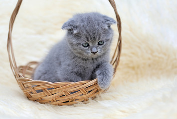 Fototapeta na wymiar Little kitten sitting in the basket