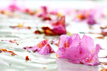 Blüte des rosa Rhododendron im Regen auf weissem Untergrund