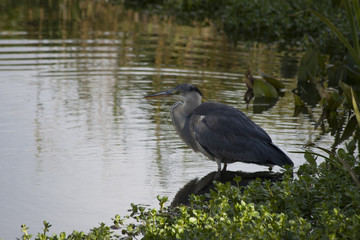 Grey Heron (Ardea cinerea)
