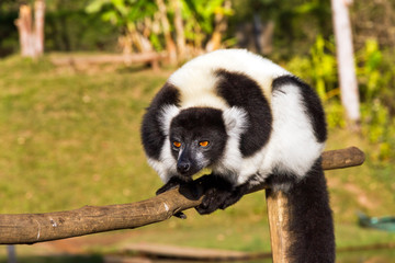 The black-and-white ruffed lemur (Varecia variegata), in the Andasibe Mantadia National Park, Madagascar