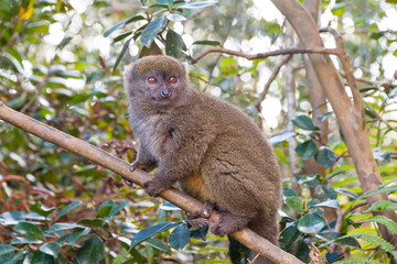 The eastern lesser bamboo lemur (Hapalemur griseus), Aka the gray bamboo lemur and the gray gentle lemur, in the Andasibe Mantadia National Park, Madagascar