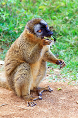 The red-fronted lemur (Eulemur rufifrons), also known as the red-fronted brown lemur at the Vakona Forest Reserve, Andasibe Mantadia National Park, in Madagascar