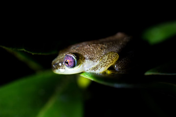 Reed frog, presumably Betsileo Reed Frog (Heterixalus betsileo), in Andasibe Mantadia National Park, Madagascar.