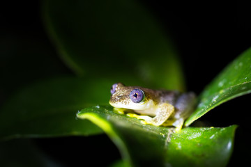 Reed frog, presumably Betsileo Reed Frog (Heterixalus betsileo), in Andasibe Mantadia National Park, Madagascar.