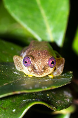 Reed frog, presumably Betsileo Reed Frog (Heterixalus betsileo), in Andasibe Mantadia National Park, Madagascar.