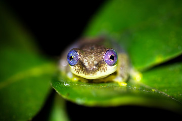 Reed frog, presumably Betsileo Reed Frog (Heterixalus betsileo), in Andasibe Mantadia National Park, Madagascar.