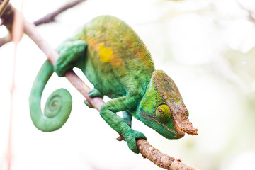 Beautiful camouflaged Parsons chameleon (Calumma parsonii) in Madagascar