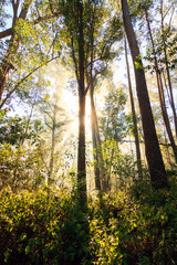 Obraz premium Piękny wschód słońca w lesie deszczowym parku narodowego Andasibe na Madagaskarze