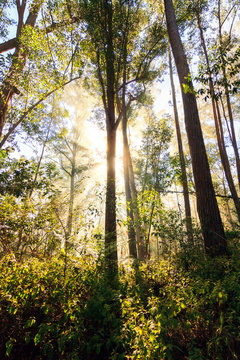 Fototapeta Beautiful sunrise in the rainforest of Andasibe national park, Madagascar 