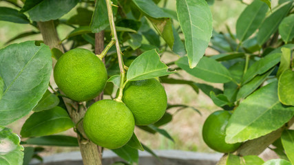 Lime hanging on tree