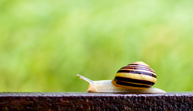 Yellow brown grove Snail on a railing with bright green background
