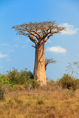 Fototapeta na wymiar Beautiful Baobab tree in the landscape of Madagascar