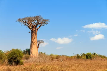 Tableaux ronds sur aluminium brossé Baobab Beautiful Baobab tree in the landscape of Madagascar