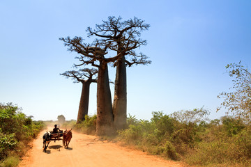 Very typical image of a Malagasy man with his Zebu car on the road with Baobab trees near...