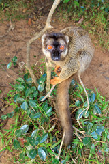The red-fronted lemur (Eulemur rufifrons), also known as the red-fronted brown lemur at the Vakona Forest Reserve, Andasibe Mantadia National Park, in Madagascar