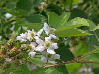 Brombeerblüten, Brombeeren, Rubus sectio Rubus