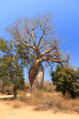 Fototapeta na wymiar The famous Baobab Amoreux, a twisted Baobab in Madagascar