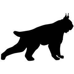 Fototapeta premium silhouette of the wild lynx