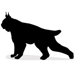 Naklejka premium silhouette of the wild lynx