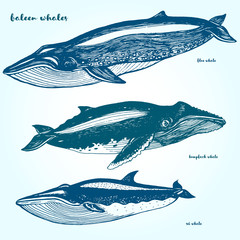 Naklejka premium Set whales. Drawn in ink, hand-drawing.
