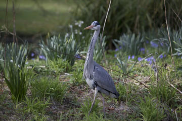 Grey Heron (Ardea cinerea)