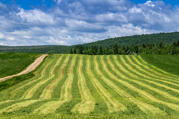 Fototapeta na wymiar freshly cut hay field
