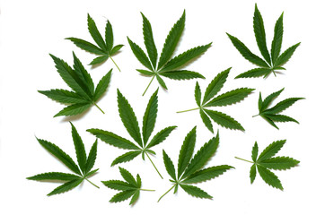 Pattern of cannabis leaf on a white background. - obrazy, fototapety, plakaty