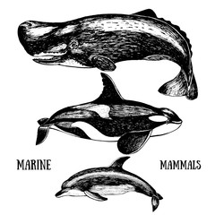 Set whales. Drawn in ink, hand-drawing. © DiViArts