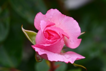 Rosenblüte mit Regentropfen