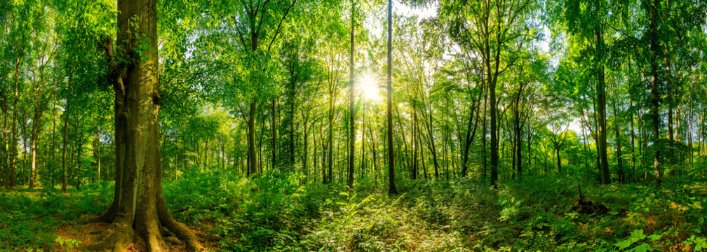 Fototapeta Wald Panorama bei Sonnenschein