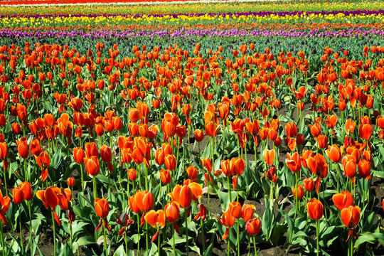 View of orange tulips in a beautiful field in Woodburn, Oregon