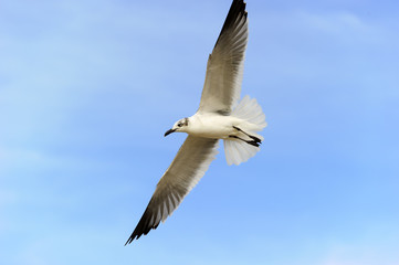 Fototapeta premium Seagull
