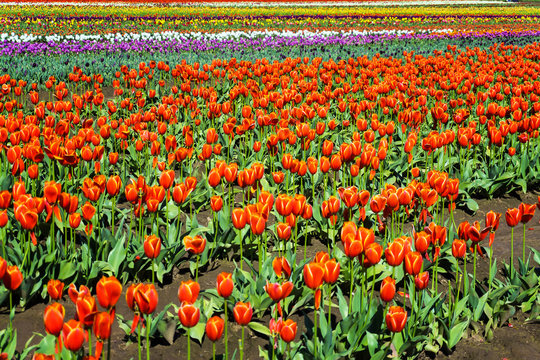 Field and vibrant colorful tulips in Woodburn, Oregon