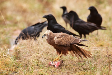 marsh harrier sitting in grass