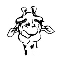 The head of a giraffe 2