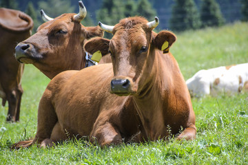 Naklejka na ściany i meble Nice cows on the meadow