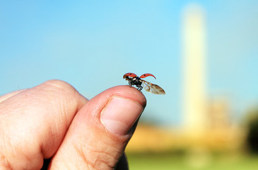 полет божьей коровки