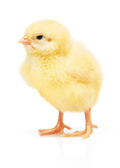 Small yellow chicken isolated on white
