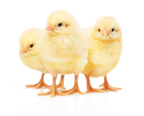 Three small yellow chickens isolated on white background