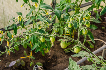 branch small green tomato/green fruits of tomato on a branch