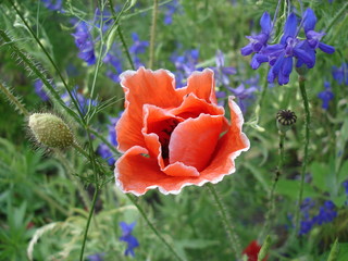 Red poppy flower with a white border