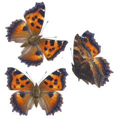 small tortoiseshell butterfly