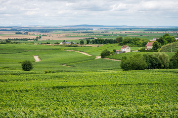 Fototapeta na wymiar Vineyard landscape in France